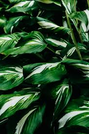 Maybe you would like to learn more about one of these? Green Leafed Plant Free Stock Photo