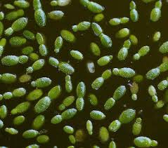 Image result for Wolffia arrhiza