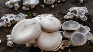 Antunna e piritzolu fungo trek. Il Fungo Fiore Di Is Cheas