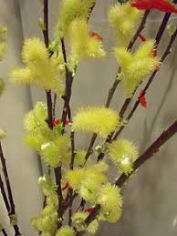 Bloomex offers same day flower delivery to willow tree and surrounding area, six days a week. Pussy Willow Wikipedia