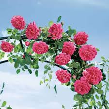 Resultado de imagem para rosas