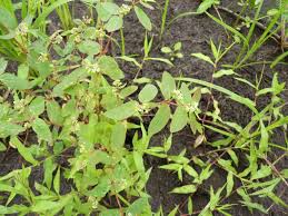 Image result for Euphorbia lissosperma