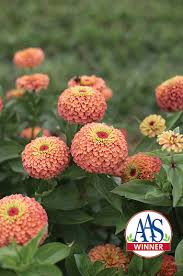 We did not find results for: New Queen Lime Orange Zinnia Available Through Johnny S Selected Seeds Press Release
