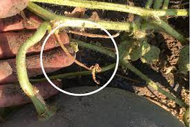 Pick a watermelon with dull skin. When To Harvest Watermelon Brown Thumb Mama