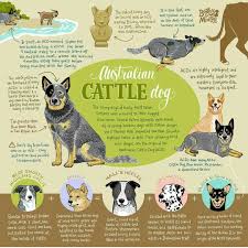 Black Australian Cattle Dog Blue Heeler Mix Pin De Melissa En Tee Time Tibsy D Perros Pastor Australiano Perros Perritos Australianos