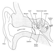 This consists of five long metatarsal bones and five shorter bones that form the toes (phalanges). Label Diagram Of Human Ear Labeled Diagram Of Human Ear Anatomy Human Ear Anatomy Human Ear Diagram Human Ear