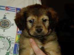 ~ new jersey puppy rescue is not a shelter in the traditional sense but a rescue group that fosters puppies in private residences so they can begin proper socialization in a. Dogs For Adoption Near New Jersey Nj Petfinder