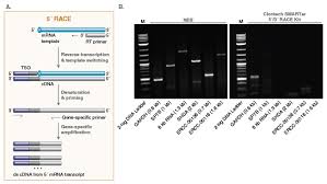 A cdna sequence is derived from the transcript by reverse transcription and will, therefore, also contain the 5' and 3' utrs. Template Switching Rt Enzyme Mix Neb