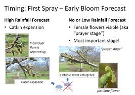 Image result for Walnut blight