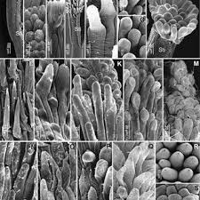 Image result for Athroisma gracile