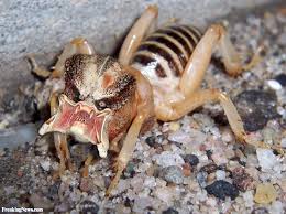 The camel ranger is associated with a cave and is found throughout the united states, on all and most continents. Cave Cricket Eradication Do It Yourself Nj Woods Water