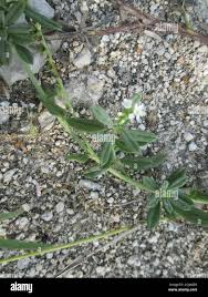 Image result for Euploca ovalifolia