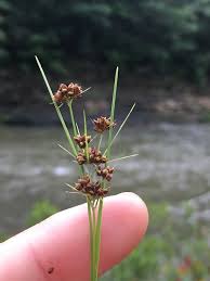 Image result for Rhynchospora