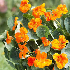 Nasturtiums thrive in full sun and poor soils. Nasturtium Baby Orange A Leading Supplier Of Vegetable Seeds In Essex Uk Grow Your Own Vegetable Seeds Kingsseeds Com