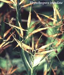 Image result for Rhynchospora gracillima