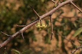 Image result for Ximenia americana