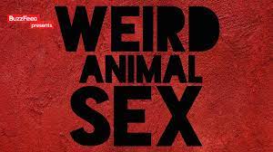 An amazing fact about sex of animals, including animals trying to mate with  humans and animals that breathe after mating - GIGAZINE
