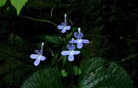 Image result for Streptocarpus sp.nov. aff. S. grandis