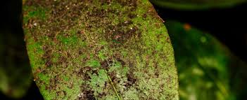 Image result for sooty mould