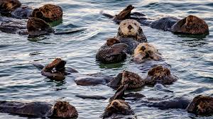 Plan your vacation in monterey, carmel, big sur, pacific grove, or pebble beach. Association Of Monterey Bay Area Governments