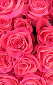 Wayfair.com has been visited by 1m+ users in the past month Cellphone Background Wallpaper Rose Wallpaper Flower Backgrounds Cellphone Background