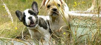 This is a teacup poodle,and what i have heard is that they have many health problems. The Life Of Luxury Teacup French Bulldogs Vs Royal Frenchel Micro Mini 2luxury2 Com