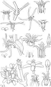 Image result for Stomatostemma pendulina