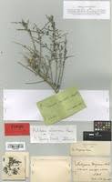 Image result for Antizoma angustifolia