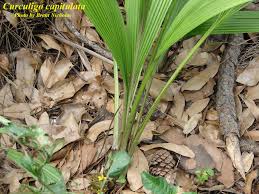 Image result for Curculigo