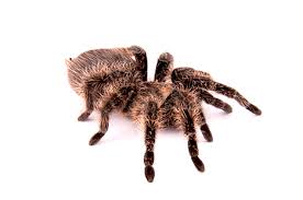 Curly hair tarantulas make good pets because of their gentle, tolerant nature and hardiness. Ultimate Exotics Shop