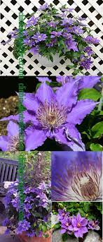 We did not find results for: Climbing Plants Direct