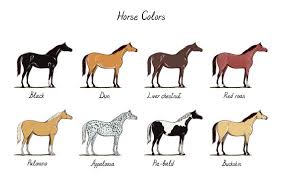 Horses with roan coats have white hairs evenly intermingled throughout any other color. Horse Color Chart Set Equine Coat Colors With Text Types Of Horses Black Dun Chestnut Red Roan Palomino Appaloosa Buckskin Equestrian Scheme Vector Cartoon Hand Drawn Illustration Stock Vector Adobe Stock