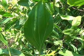 Dlium Big Leaved Acacia Acacia Mangium Plant Leaves Types Of Soil Light In The Dark