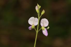 Image result for Desmodium subsecundum