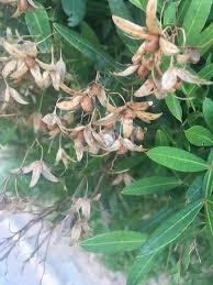 Image result for Loxostylis