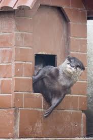 まんぼう on twitter otters cute otters cute baby animals