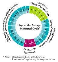 Pin On Menstruation