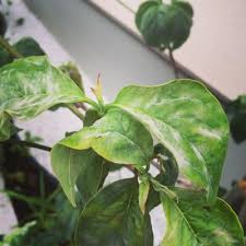 観葉植物に白い粉や綿のようなものを見つけたら要注意 コラム 緑のgoo