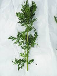 Artemisia Annua En 2020 Plante Herboristerie Cultiver