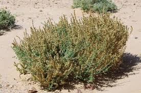 Image result for Salsola