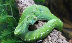 Locality of memory is reduced, resulting in more. Green Tree Python S Everything You Must Know