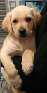 Puppy Labrador Retriever Love Pluto Labrador Retriever Labrador Labrador Dog