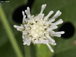 Image result for Adenostemma mauritianum