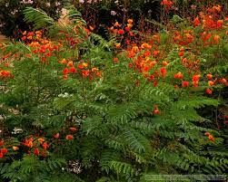 Bird Of Paradise Plant Arizona Bird Of Paradise Plant Az Bird Of Paradise Plant In Arizona Paradise Plant Birds Of Paradise Plant Birds Of Paradise