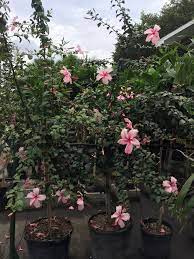 Hibiscus are a gorgeous tropical flower! Weeping Hibiscus Trees In Pink Or Palm Trees Direct Facebook