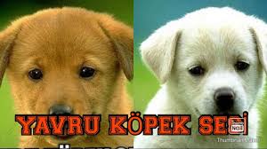 Yavru Kopek Sesi Uzun Versiyen Kopeklerinizi Cildirtin Youtube