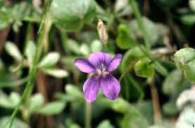 Spring purple spring red white beach spring pink spring yellow spring green star love spring wood spring lake vally. Illinois State Flower