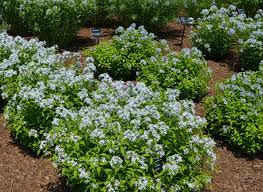 Image result for Tabernaemontana odoratissima