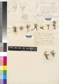 Image result for Subularia monticola