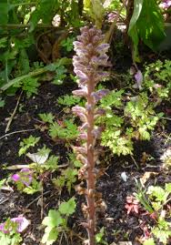 Image result for Nesogenaceae